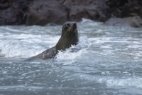 Lachtan Forsteruv - Arctocephalus forsteri - New Zealand Fur Seal - kekeno 8010